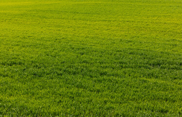 Obraz na płótnie Canvas fresh and green lawn with grass in summer
