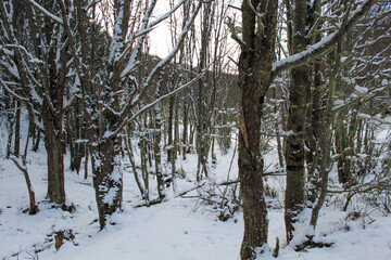 winter forest in the snow