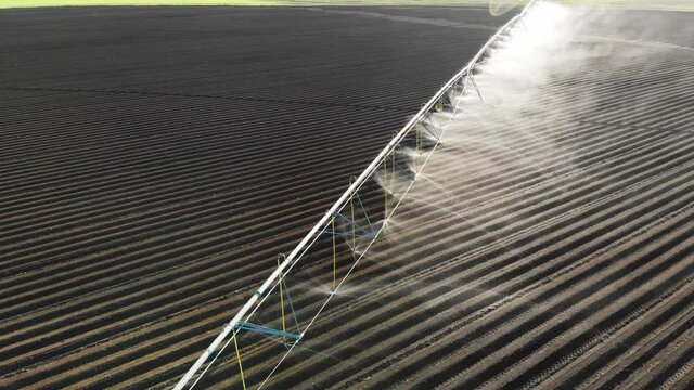 vegetable field and irrigation equipment. potato field irrigated by a pivot sprinkler system. crop Irrigation using the center pivot sprinkler system