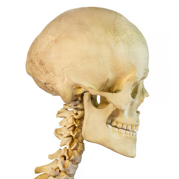 Side view of an antique human skull isolated on white