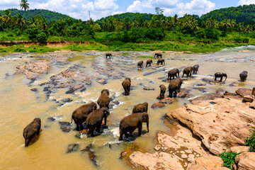 Asian elephant in wilderness, Sri Lanka