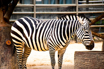 Side profile of a zebra in its enclosure at local city zoo. 