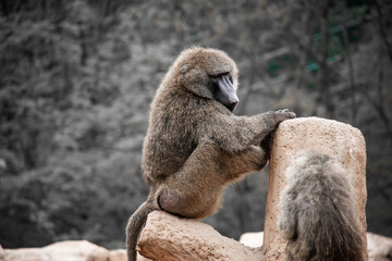 An olive baboon sits and thinks. 