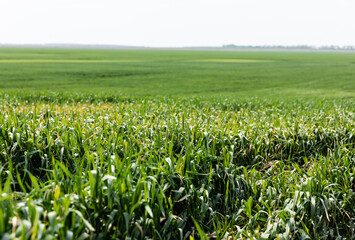 selective focus of sunshine on fresh grass in summer field