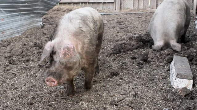 A big boar and a sow in a pen. The boar looks at the camera and the pig digs the ground with its snout. The breeding of livestock. Pig breeding