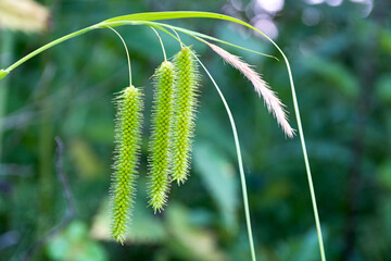 Seed catkins on meadow grass. Close-up.