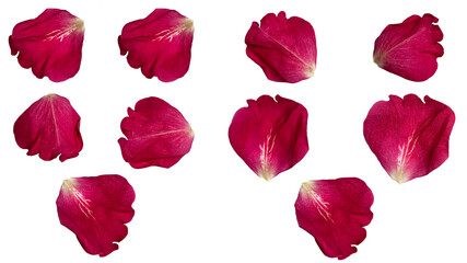 Set of red rose petals on white background 