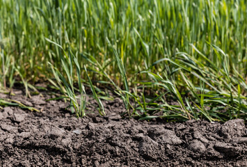 selective focus of fresh and green grass near ground