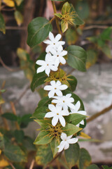 white flowers in the garden