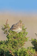 Crested Lark - Galerida cristata, perching bird from European meadows and grasslands, Pag island, Croatia.