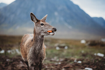 Deer eats carrot in Glencoe

