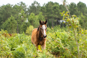 Fototapeta premium cheval