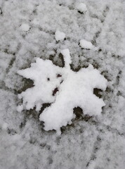 Autumn leafs under the snow
