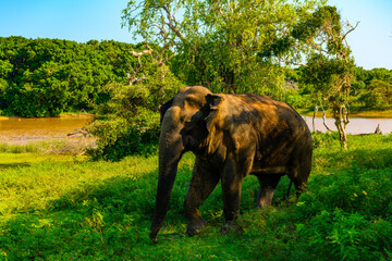 Fototapeta na wymiar Asian elephant in the green nature, Sri Lanka