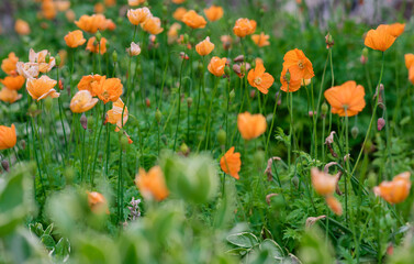 many Orange poppies in a garden or field