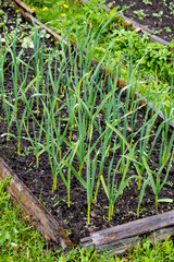 leek green onions grows in soil the vegetable garden, onion patching, leek bed