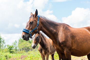 Obraz premium cheval