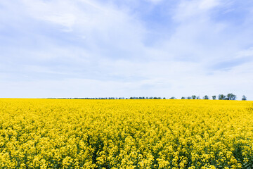 Fototapeta premium yellow flowers on field against blue sky with clouds