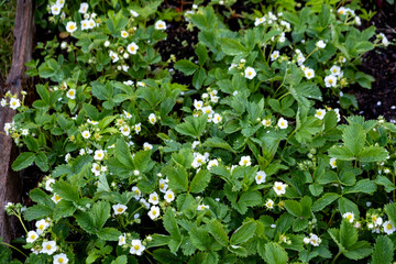 flowering strawberries bushes in the garden, strawberry beds