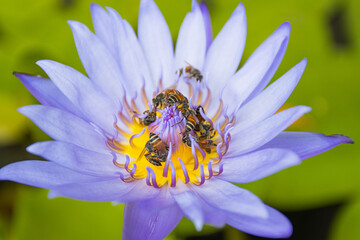 close up purple lotus flower has pollen particles from the middle of flowers with a group of bees inside