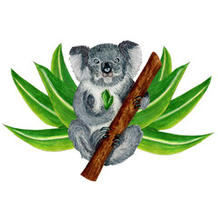 Koala cute australian animal sitting on eucalyptus tree with leaf. Watercolor markers hand drawn illustration in realistic style. Save planet, fire prevention, clipart, funny, ecology, nature, zoo.