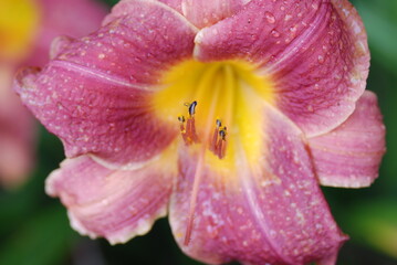 Daylily in bloom after the rain