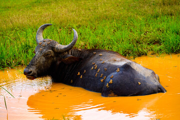 Buffalo close up in the water in Sri Lanka