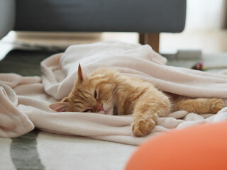 毛布をかけてお昼寝する猫のマンチカン