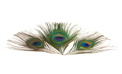 Obraz premium peacock feather with eye