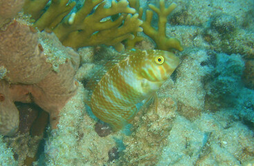 underwater sea life coral reef caribbbean sea