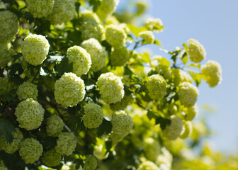 White Hydrangea arborescens Annabelle, backlit by the sun in summer. Flowers of smooth hydrangea