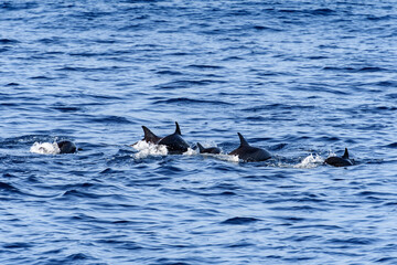 Fototapeta premium Dolphins swim in the ocean in Sri Lanka