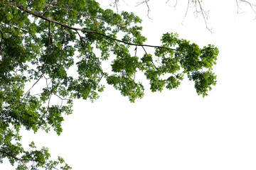 green tree branch isolated on white