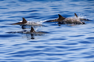 Dolphins swim in the ocean in Sri Lanka