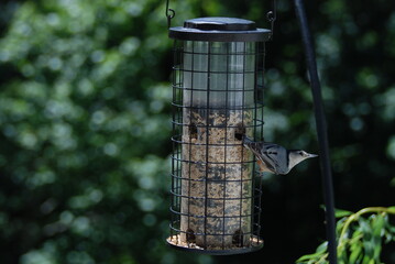 White-breasted Nuthatch at the bird feeder