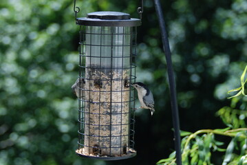 White-breasted Nuthatch at the bird feeder