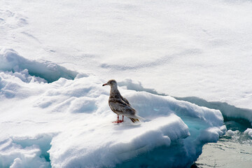 Arctic bird