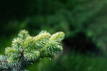 New spring growth on a blue spruce