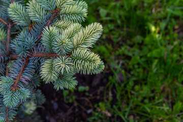 New spring growth on a blue spruce