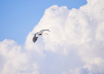 天空を雄大に羽ばたくアオサギ