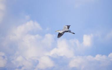天空を雄大に羽ばたく青鷺