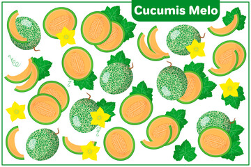 Set of vector cartoon illustrations with Cucumis melo exotic fruits, flowers and leaves isolated on white background