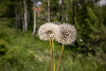 Dry dandelion flowers and blurred green background in nature on a summer day. Natural wallpaper and background concept. Close up, selective focus