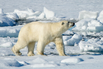 Fototapeta na wymiar Polar bear in Arctic