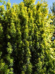 Baccata Taxus against blue sky. Close-up. Yellow-green foliage on vertical branches of Taxus baccata or English yew, European yew. Evergreen landscaped garden. Nature concept for design