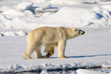 Polar bear in Arctic