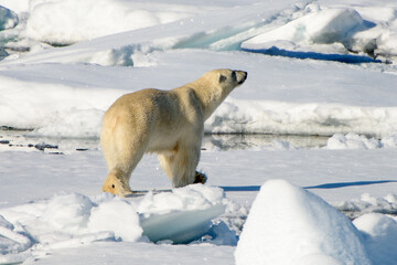 Polar bear in Arctic