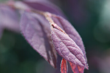 Burgundy leaves in the sun