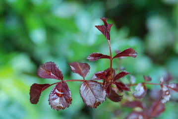 Burgundy leaves after the rain