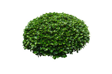 bush or shrub isolated on a white background for Garden decoration concept. Korean ficus or Ficus annulata